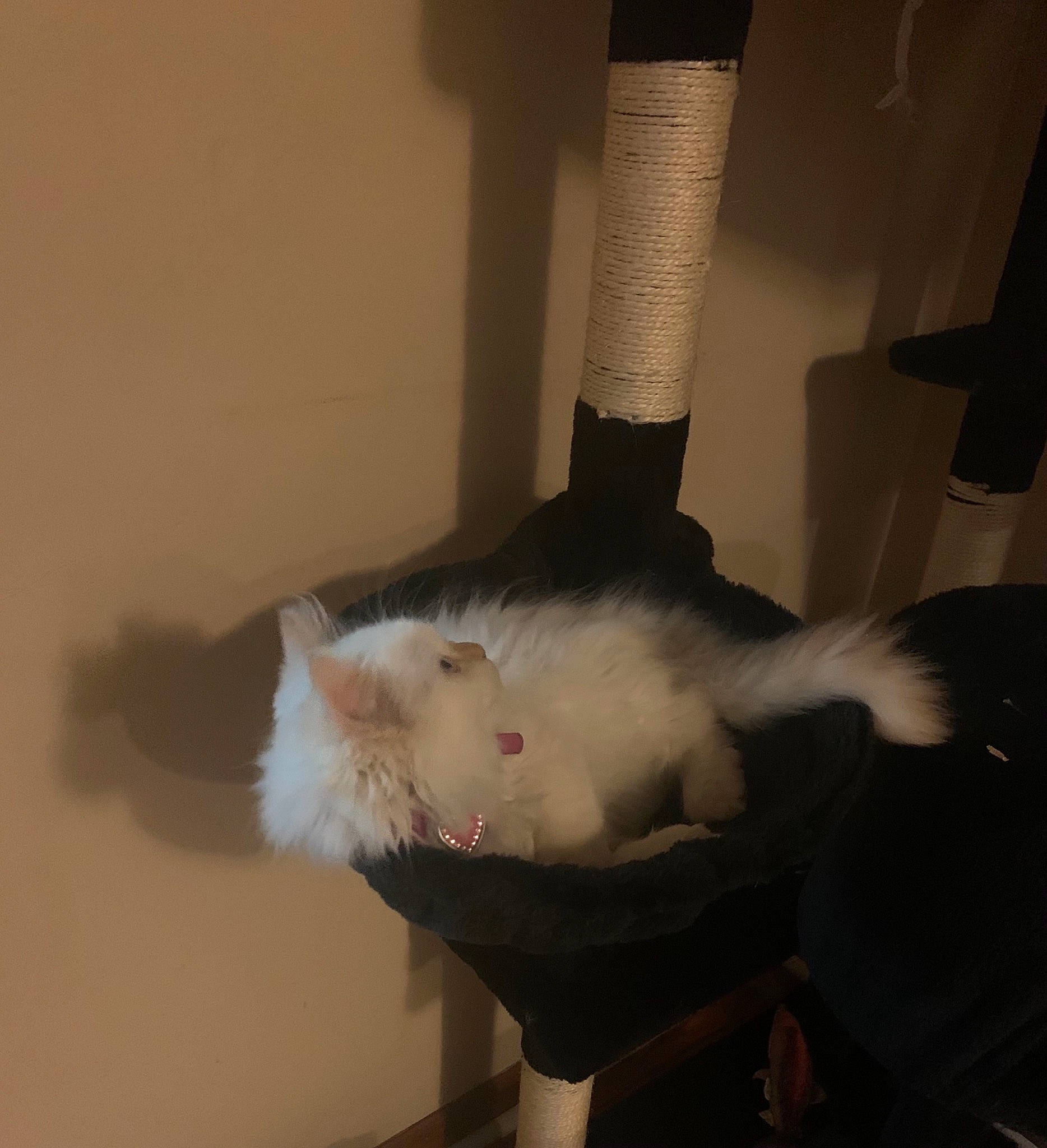 Barbie joined the competition — help win amazing prizes! carnivore, cat, claw, comfort, domestic_short_haired_cat, felidae, flooring, fur, muroidea, paw, room, small_to_medium_sized_cats, tail, whiskers