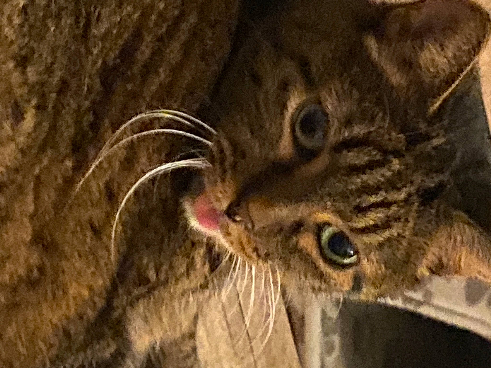 Kalinka participe au concours pour gagner de l'argent avec cette photo : carnivore, cat, domestic_short_haired_cat, ear, eye, felidae, fur, human_body, small_to_medium_sized_cats, snout, terrestrial_animal, whiskers, wildlife