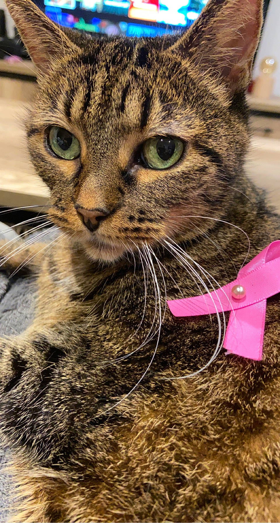 Kalinka a rejoint le concours — aidez-le/la à gagner de superbes lots ! carnivore, cat, claw, domestic_short_haired_cat, felidae, fur, grass, paw, small_to_medium_sized_cats, snout, terrestrial_animal, whiskers, wildlife, window