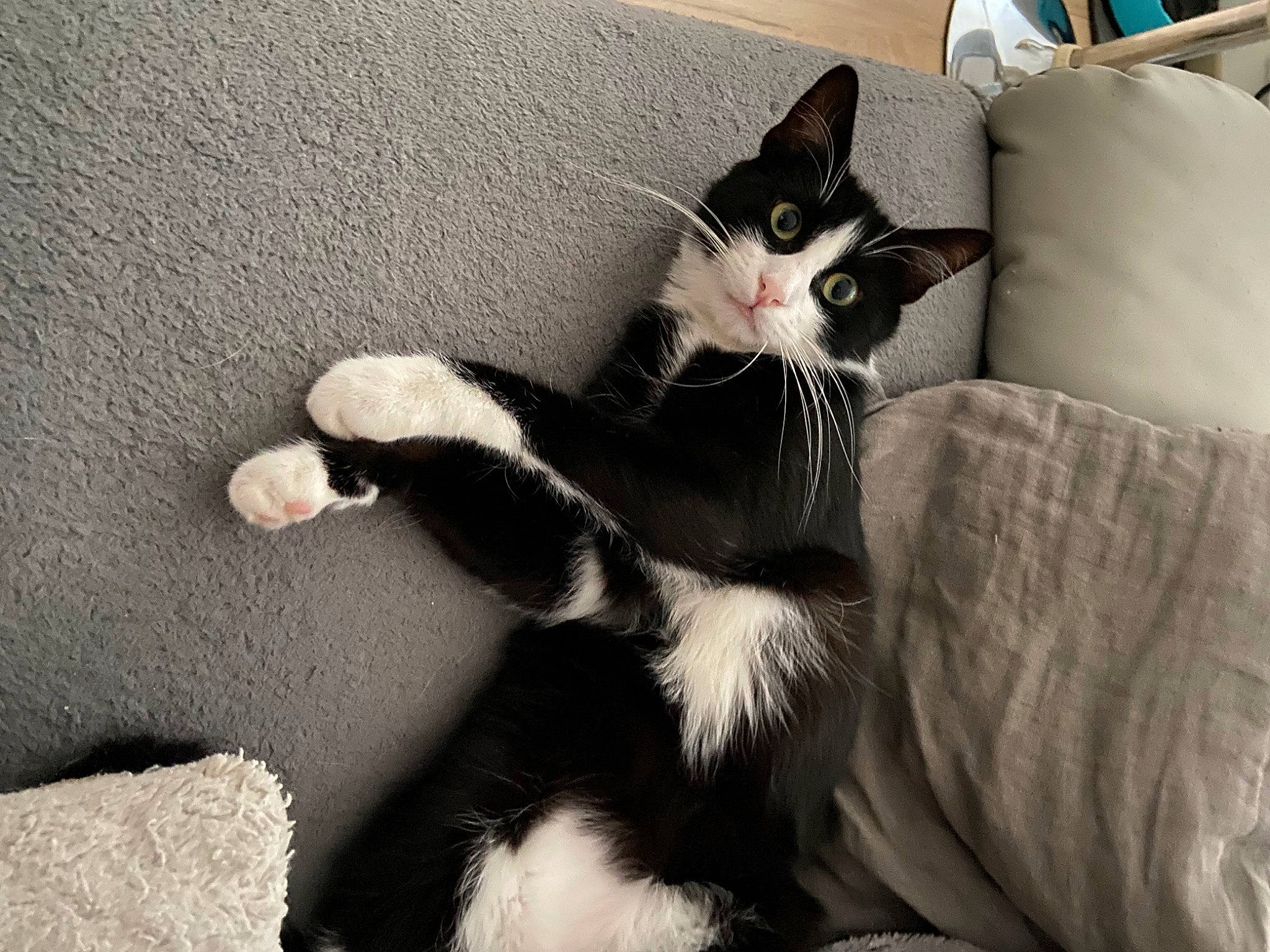 Léo a rejoint le concours — aidez-le/la à gagner de superbes lots ! black_cat, carnivore, cat, comfort, domestic_short_haired_cat, felidae, foot, formal_wear, fur, gesture, grey, human_leg, mammal, plant, sitting, small_to_medium_sized_cats, snout, tail, vertebrate, whiskers