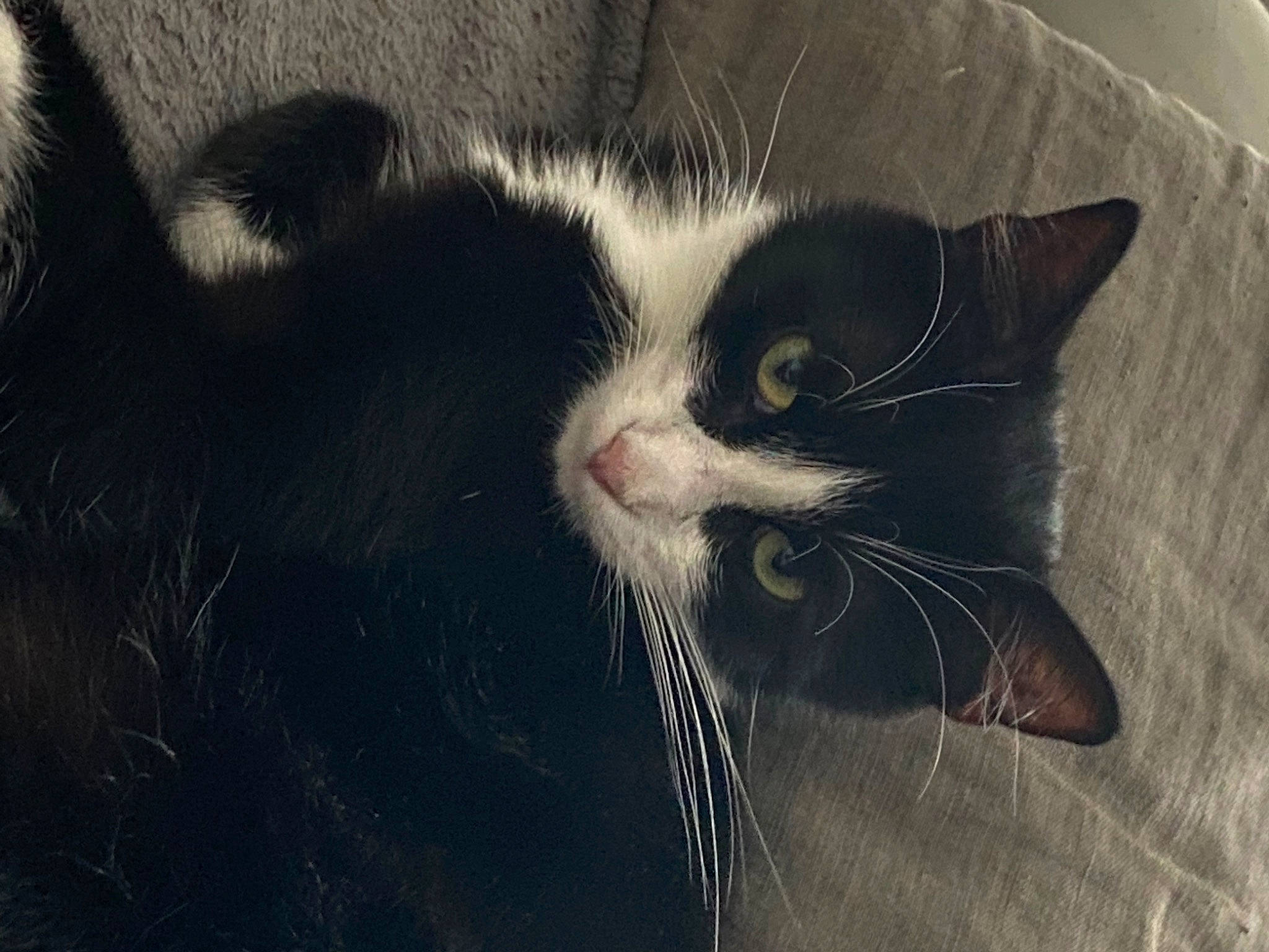 Léo participe au concours pour gagner de l'argent avec cette photo : black_cat, carnivore, cat, claw, comfort, darkness, domestic_short_haired_cat, felidae, foot, fur, grass, monochrome_photography, paw, photo_caption, sky, small_to_medium_sized_cats, tail, tree, whiskers, window