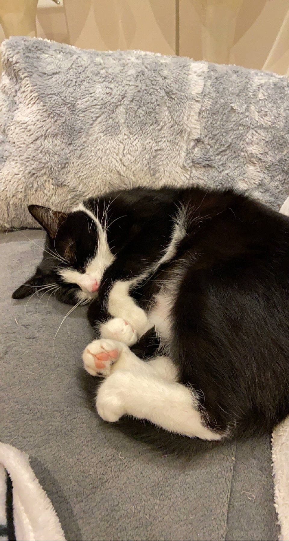 Léo participe au concours pour gagner de l'argent avec cette photo : carnivore, cat, claw, comfort, domestic_short_haired_cat, felidae, flooring, foot, fur, monochrome_photography, paw, sand, shadow, small_to_medium_sized_cats, snout, tail, whiskers
