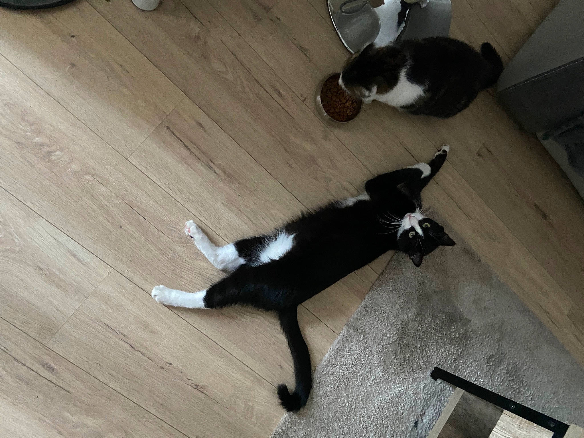 Léo a rejoint le concours — aidez-le/la à gagner de superbes lots ! carnivore, cat, companion_dog, dog_breed, domestic_short_haired_cat, felidae, floor, flooring, formal_wear, fur, hardwood, laminate_flooring, small_to_medium_sized_cats, tail, varnish, vertebrate, whiskers, wood, wood_flooring, wood_stain