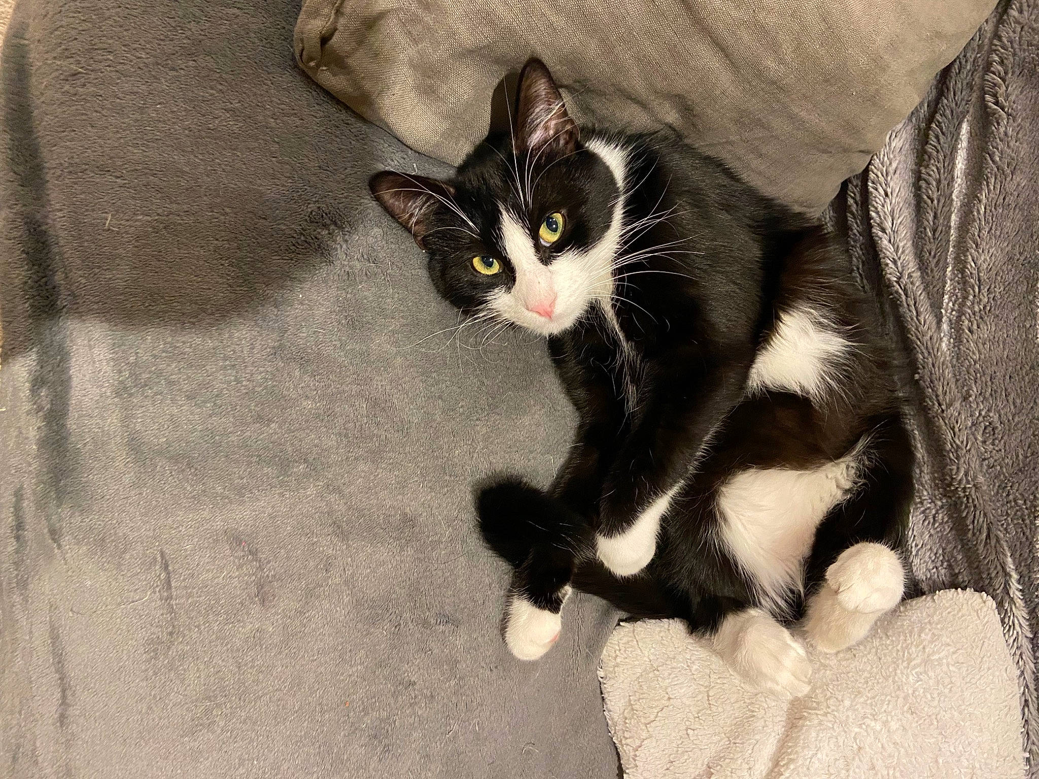 Léo participe au concours pour gagner de l'argent avec cette photo : black_cat, carnivore, cat, claw, comfort, domestic_short_haired_cat, felidae, flooring, foot, fur, paw, shadow, small_to_medium_sized_cats, snout, tail, whiskers