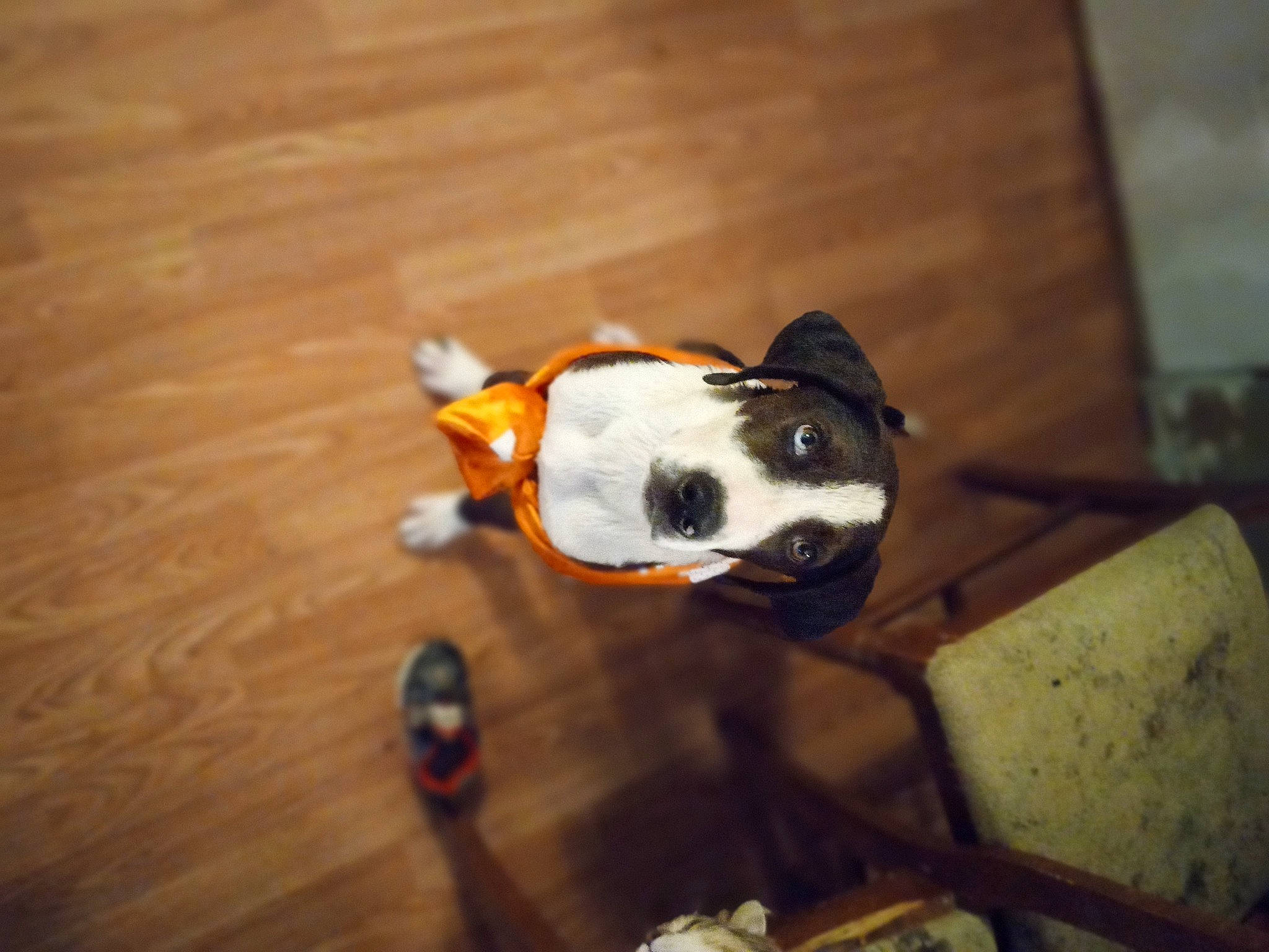 Bluey is registered to the contest to win money with this photo: art, automotive_lighting, canidae, carnivore, eyewear, fashion_accessory, felidae, fish, flooring, hardwood, pest, snout, still_life_photography, sunglasses, tail, toy, whiskers, window, wood, wood_stain