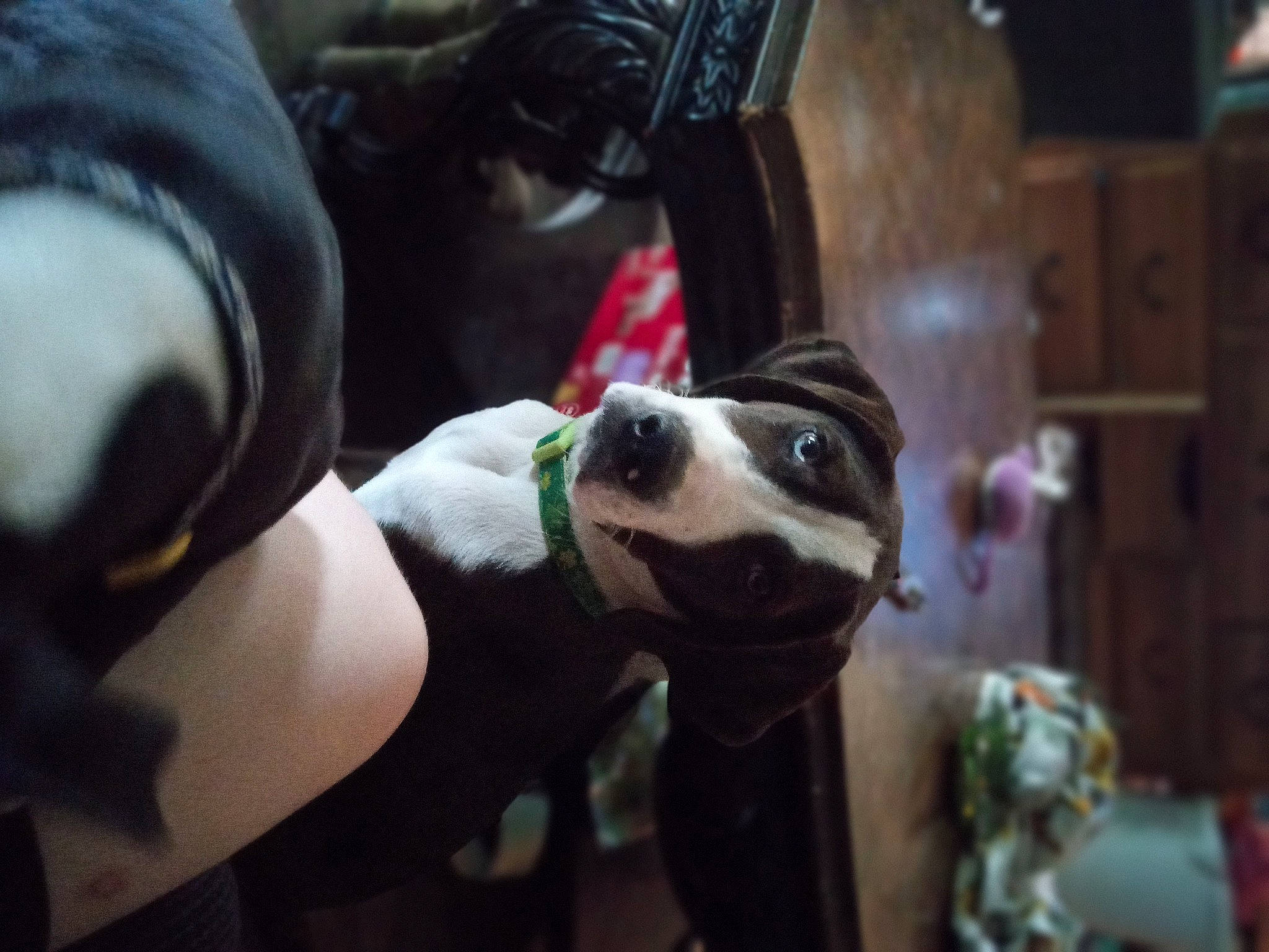 Bluey joined the competition — help win amazing prizes! canidae, carmine, carnivore, companion_dog, costume, dog, dog_breed, event, eyewear, fawn, fictional_character, formal_wear, fur, human_leg, non_sporting_group, personal_protective_equipment, recreation, snout, sporting_group, working_animal