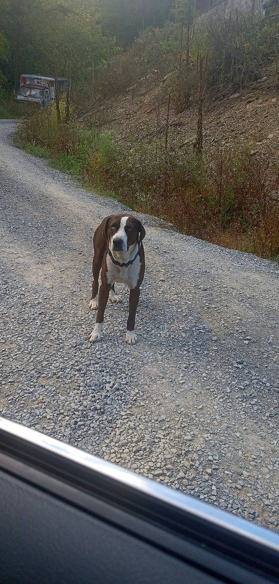 Bluey joined the competition — help win amazing prizes! asphalt, automotive_exterior, canidae, carnivore, collar, companion_dog, dog, dog_breed, dog_collar, dog_supply, fawn, leash, pet_supply, plant, road, road_surface, sidewalk, snout, tail, working_animal