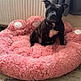 Mable is registered to the contest to win money with this photo: animal, bed, black_dog, carpet, comfort, cozy, curtain, cute, dog, domestic, fluffy, fur, indoor, mammal, pet_bed, pink, radiator, relaxed, sitting, white_patch