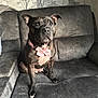 Mable is registered to the contest to win money with this photo: animal, black_dog, collar, companion, couch, curious, cute, dog, ears_up, fur, gray_couch, home, indoor, looking_up, paw, pet, pink_bow, sitting, tree_pattern, wallpaper