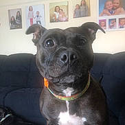 Mable is registered to the contest to win money with this photo: animal, black_dog, closeup, collar, couch, dog, domestic_animal, ears, eyes, family_photos, friendly, fur, home, indoor, living_room, nose, pet, portrait, seated, wall