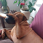 Ibiki a rejoint le concours — aidez-le/la à gagner de superbes lots ! dog, brown_dog, paw, couch, indoor, plant, pot, leaf, home_decor, table, wooden_table, relaxed, animal, pet, fur, sitting, comfort, cozy, furniture, hand