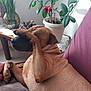 dog, brown_dog, paw, couch, indoor, plant, pot, leaf, home_decor, table, wooden_table, relaxed, animal, pet, fur, sitting, comfort, cozy, furniture, hand