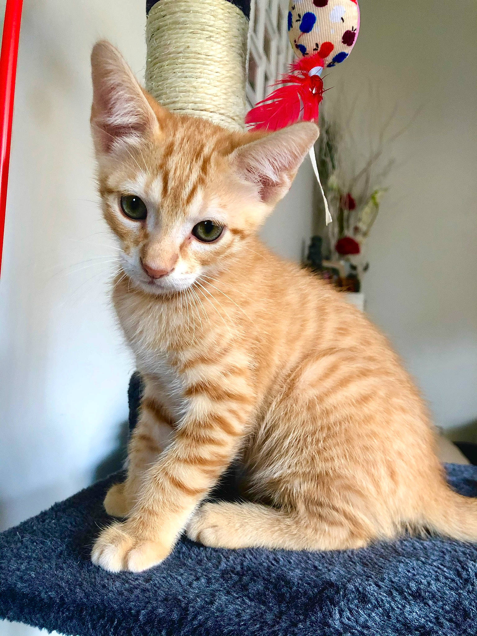 Nismo a rejoint le concours — aidez-le/la à gagner de superbes lots ! carnivore, cat, claw, domestic_short_haired_cat, fawn, felidae, foot, fur, hat, paw, sitting, small_to_medium_sized_cats, snout, tail, terrestrial_animal, toy, whiskers