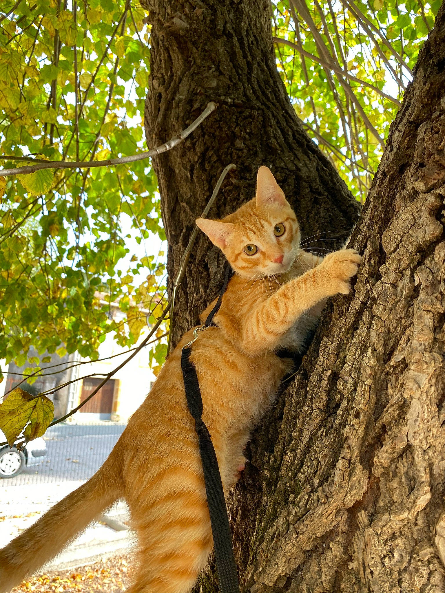 Nismo a rejoint le concours — aidez-le/la à gagner de superbes lots ! branch, carnivore, cat, domestic_short_haired_cat, fawn, felidae, fur, small_to_medium_sized_cats, snout, tail, terrestrial_animal, tire, tree, trunk, twig, wheel, whiskers, wildlife, wood, woody_plant