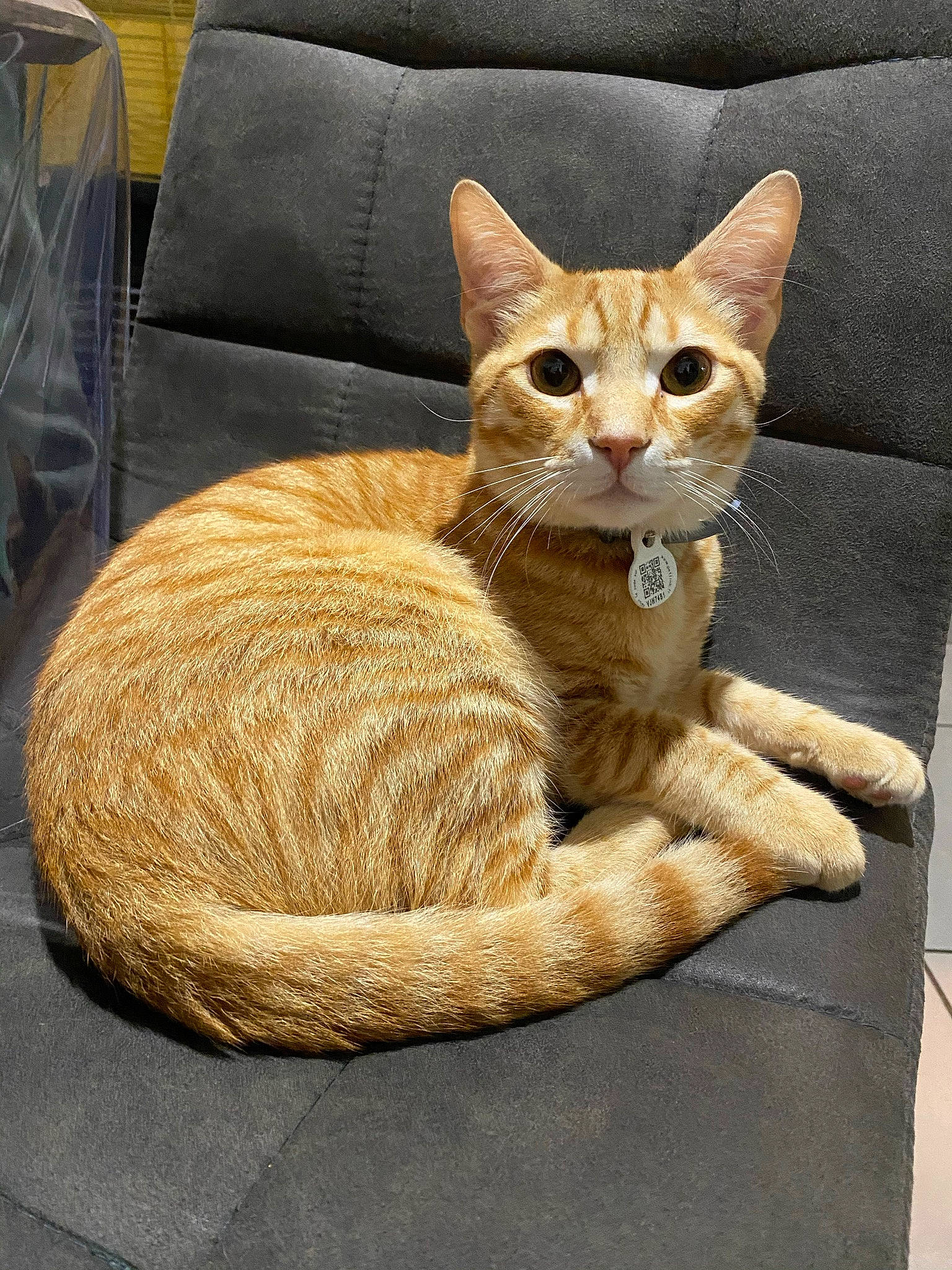 Nismo a rejoint le concours — aidez-le/la à gagner de superbes lots ! carnivore, cat, cat_bed, cat_supply, claw, comfort, couch, domestic_short_haired_cat, fawn, felidae, fur, paw, pet_supply, sitting, small_to_medium_sized_cats, snout, tail, terrestrial_animal, whiskers, window