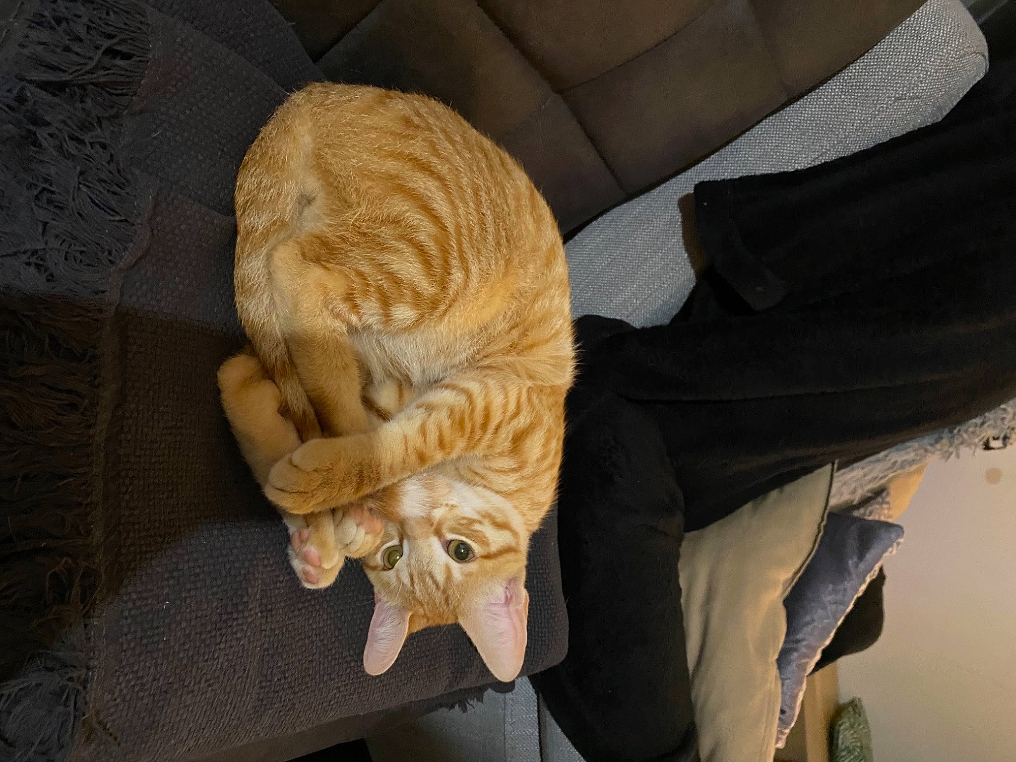 Nismo a rejoint le concours — aidez-le/la à gagner de superbes lots ! artifact, canidae, carnivore, cat, cat_supply, claw, comfort, domestic_short_haired_cat, fawn, felidae, fur, small_to_medium_sized_cats, snout, sporting_group, tail, terrestrial_animal, whiskers, wildlife, wood, wrinkle