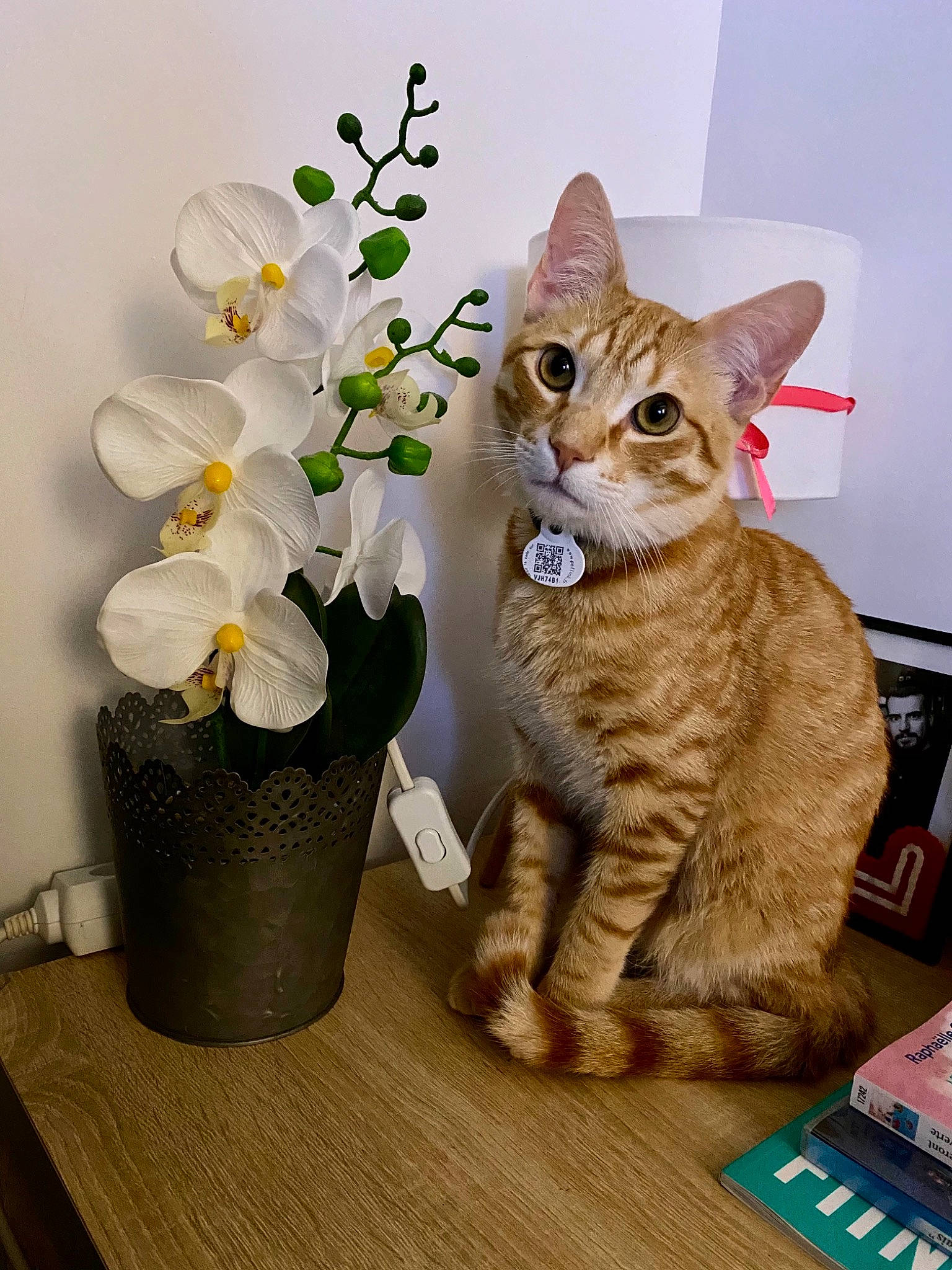 Nismo a rejoint le concours — aidez-le/la à gagner de superbes lots ! artificial_flower, carnivore, cat, domestic_short_haired_cat, fawn, felidae, flower, flower_arranging, flowerpot, fur, herbaceous_plant, houseplant, petal, plant, small_to_medium_sized_cats, table, tail, toy, vase, whiskers
