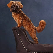 Teddy is registered to the contest to win money with this photo: dog, brown_dog, fluffy, pet, animal, chair, furniture, studio_photo, portrait, posing, indoor, fur, tail, ears, snout, cute, domestic_animal, standing, black_chair, background