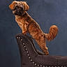 dog, brown_dog, fluffy, pet, animal, chair, furniture, studio_photo, portrait, posing, indoor, fur, tail, ears, snout, cute, domestic_animal, standing, black_chair, background