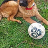 Loky participe au concours pour gagner de l'argent avec cette photo : animal, ball, canine, dog, face, football, germanshepherd, grass, nature, outdoors, pet, plant, puppy, soccer, soccerball, sphere, sport, tennis, tennisball, yard