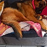 Loky a rejoint le concours — aidez-le/la à gagner de superbes lots ! animal, architecture, building, canine, couch, cushion, dog, furniture, germanshepherd, homedecor, hound, husky, indoors, interiordesign, livingroom, person, pet, puppy, room, sleeping