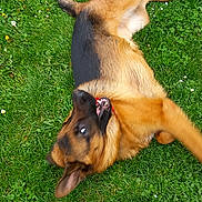 Loky participe au concours pour gagner de l'argent avec cette photo : accessories, animal, backyard, canine, dog, field, germanshepherd, goldenretriever, grass, grassland, hound, lawn, nature, outdoors, pet, plant, policedog, puppy, strap, yard