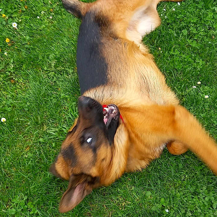 Loky
