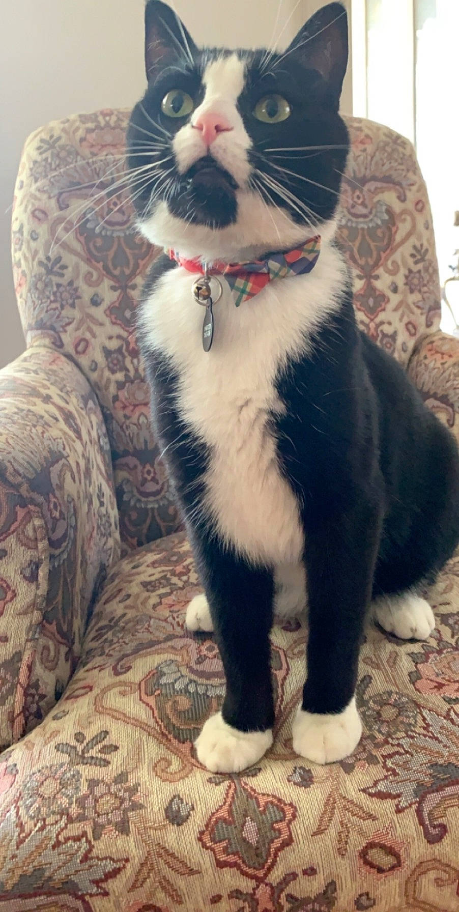 Nelson is registered to the contest to win money with this photo: carnivore, cat, domestic_short_haired_cat, felidae, fur, mammal, paw, polydactyl_cat, small_to_medium_sized_cats, snout, tail, whiskers