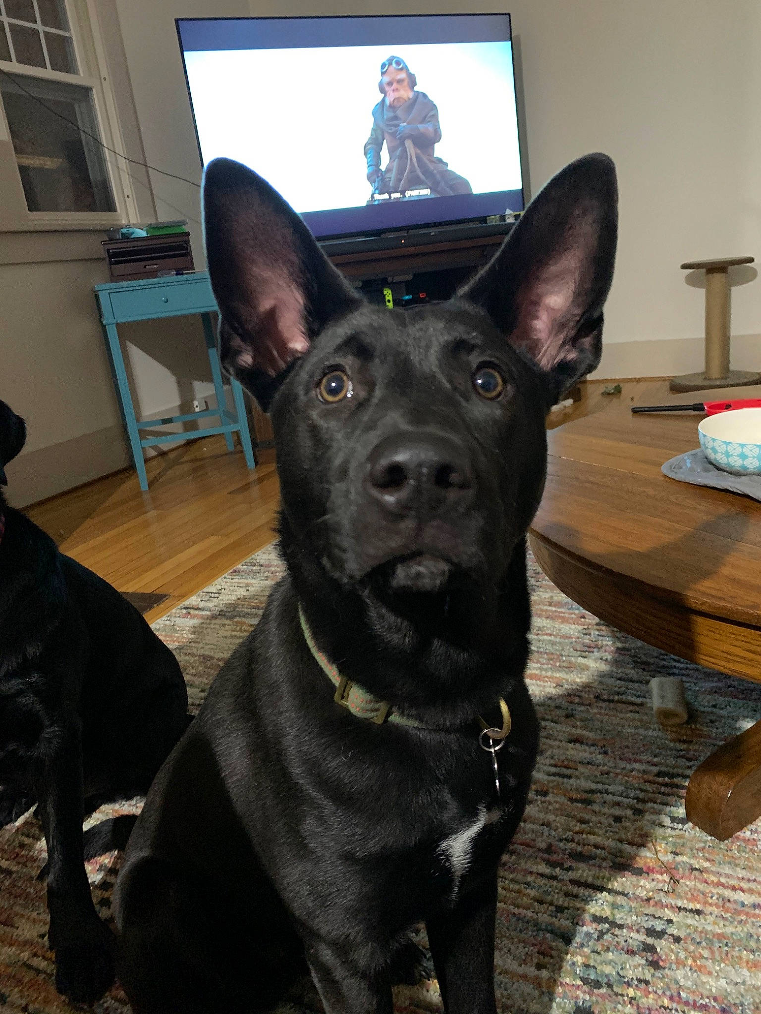 Havoc is registered to the contest to win money with this photo: canidae, carnivore, dog, dog_breed, formosan_mountain_dog, kai_ken, mammal, rare_breed_dog, snout, sporting_group, thai_ridgeback, vertebrate