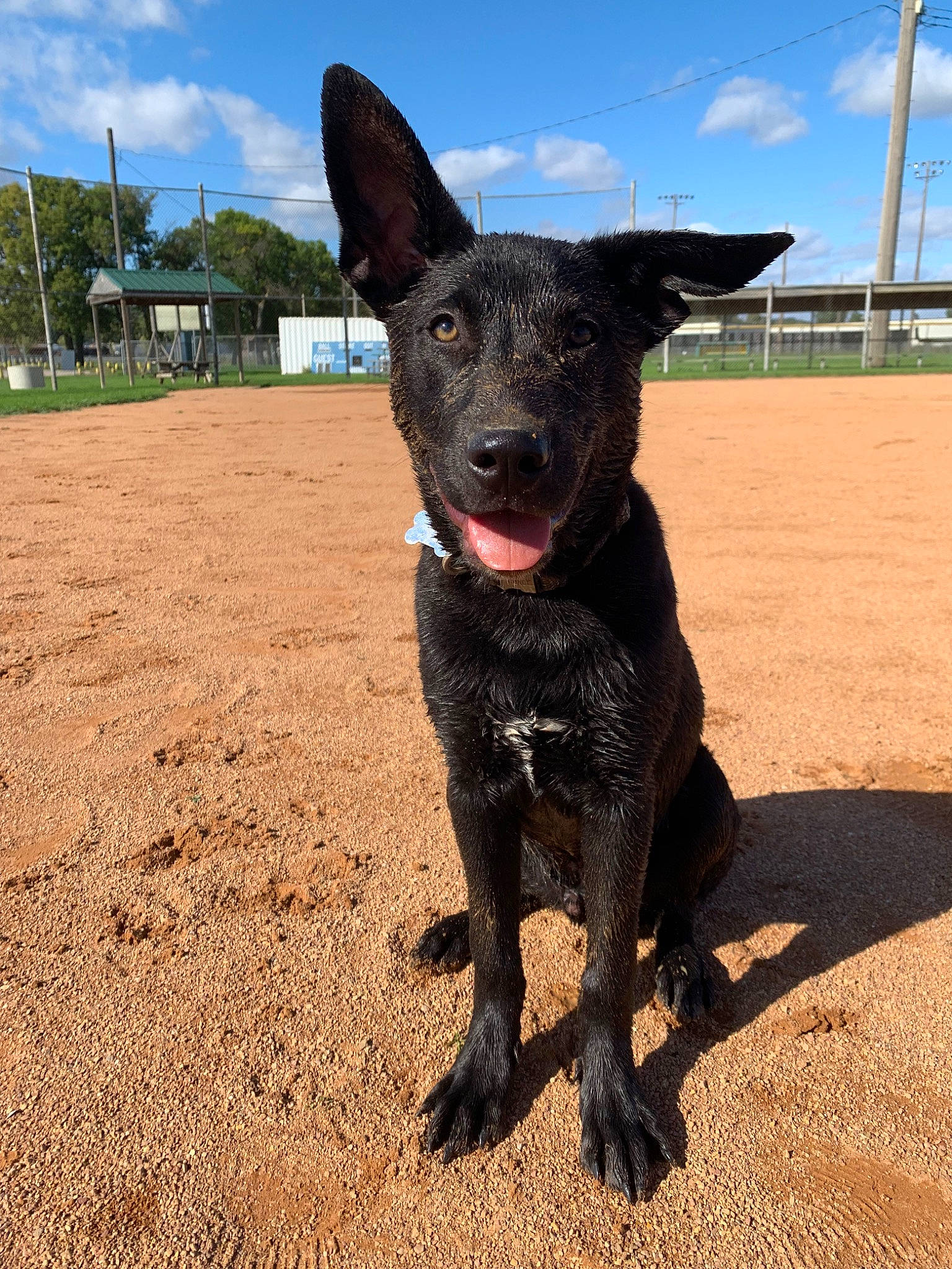 Havoc is registered to the contest to win money with this photo: australian_kelpie, canidae, carnivore, dog, dog_breed, dutch_shepherd_dog, formosan_mountain_dog, hunting_dog, kai_ken, mammal, non_sporting_group, rare_breed_dog, sporting_group, vertebrate, working_dog