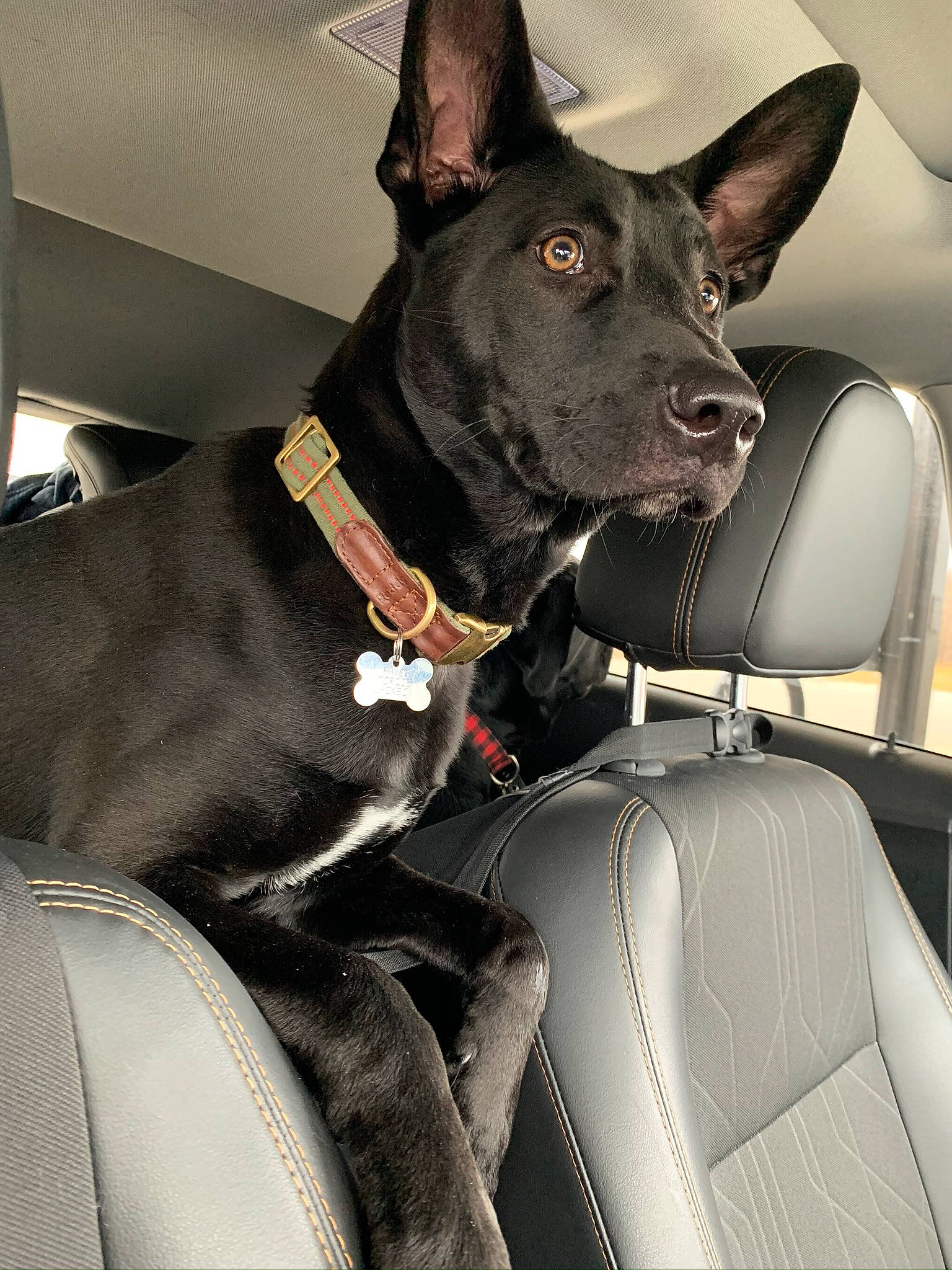 Havoc is registered to the contest to win money with this photo: canidae, car, car_seat, carnivore, dog, dog_breed, ear, formosan_mountain_dog, mammal, non_sporting_group, police_dog, rare_breed_dog, seat_belt, snout, sporting_group, thai_ridgeback