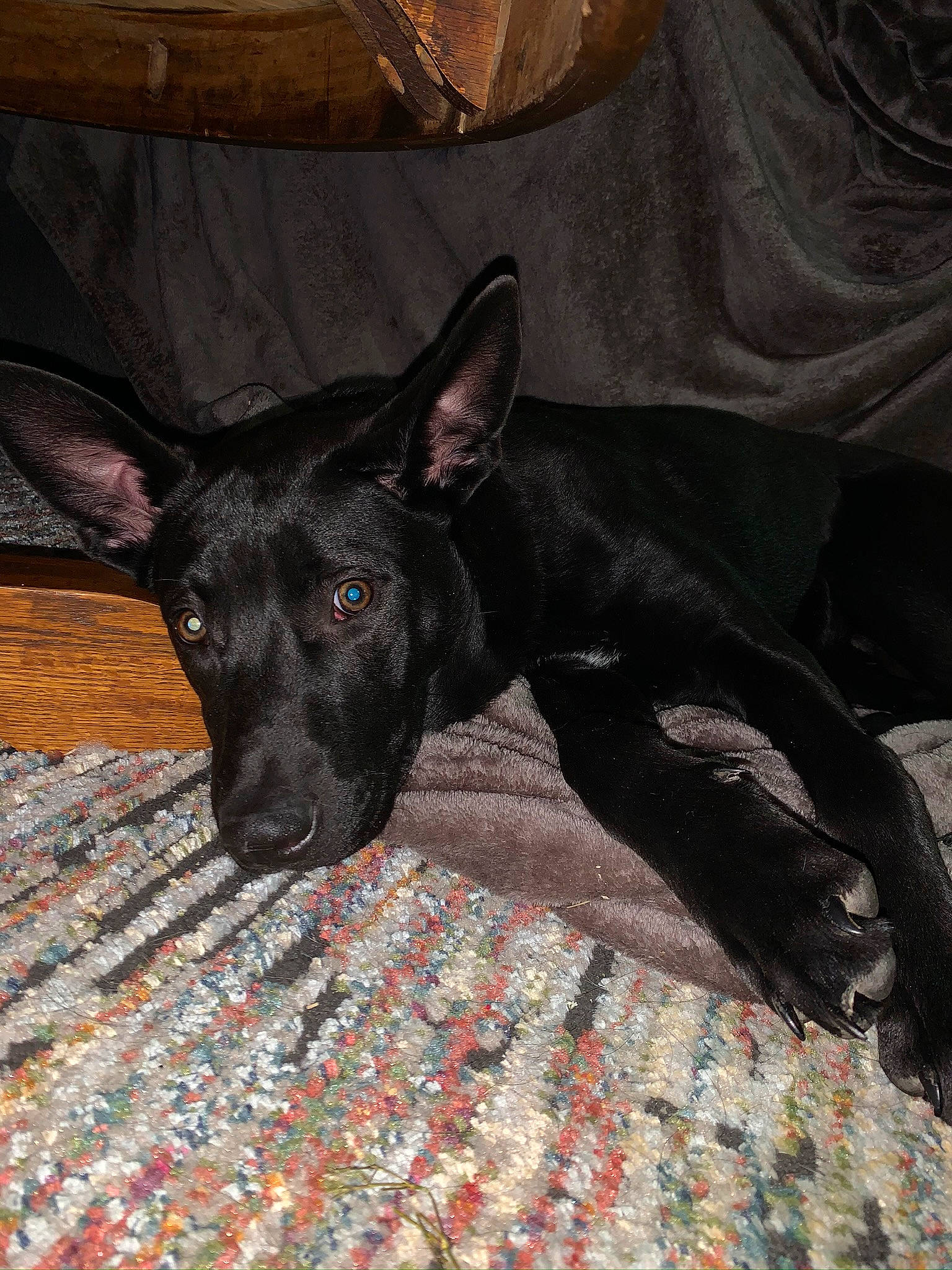 Havoc joined the competition — help win amazing prizes! canidae, carnivore, dog, dog_breed, formosan_mountain_dog, mammal, non_sporting_group, snout, vertebrate