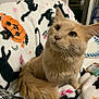 Felix is registered to the contest to win money with this photo: cat, orange_cat, pet, animal, fluffy, blanket, halloween, pumpkin, black_cat_pattern, indoor, cozy, fur, whiskers, tail, green_eyes, curious, sitting, close_up, table, plate