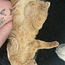 cat, orange_cat, fluffy, sleeping, relaxed, tattoo, human_leg, black_background, pet, animal, feline, whiskers, ears, paws, fur, indoor, resting, cute, cozy, companion