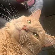 Felix joined the competition — help win amazing prizes! cat, orange_cat, close_up, green_eyes, whiskers, indoor, pet, feline, fluffy, curious, animal, portrait, domestic_cat, fur, nose, ears, window_light, household, soft_light, background