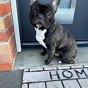 Spok a rejoint le concours — aidez-le/la à gagner de superbes lots ! dog, french_bulldog, pet, sitting, doorstep, welcome_mat, brick_wall, concrete_floor, black_coat, white_chest, ears_up, looking_up, outdoor, animal, canine, front_door, curious, portrait, small_dog, companion