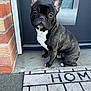 dog, french_bulldog, pet, sitting, doorstep, welcome_mat, brick_wall, concrete_floor, black_coat, white_chest, ears_up, looking_up, outdoor, animal, canine, front_door, curious, portrait, small_dog, companion