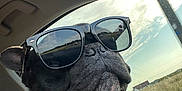 Spok participe au concours pour gagner de l'argent avec cette photo : dog, black_dog, white_fur, sunglasses, car_interior, window, sky, clouds, sunlight, reflections, road_trip, pet, canine, red_harness, seat, side_view, close_up, outdoor, daytime, travel