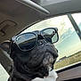 dog, black_dog, white_fur, sunglasses, car_interior, window, sky, clouds, sunlight, reflections, road_trip, pet, canine, red_harness, seat, side_view, close_up, outdoor, daytime, travel