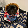 dog, costume, wig, black_dog, pet_bed, blanket, zigzag_pattern, toy_knife, red_and_white_stripes, cute, indoor, close_up, funny, pet, animal, small_dog, face, eyes, sitting, fur