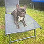 dog, french_bulldog, outdoor, lawn_chair, grass, flowers, pet, animal, relaxed, sunlight, garden, summer, black_dog, white_chest, mesh_chair, paw, canine, nature, daytime, resting