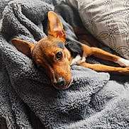 Loca a rejoint le concours — aidez-le/la à gagner de superbes lots ! dog, puppy, small_dog, brown_fur, black_and_white_fur, large_ears, pet, animal, lying_down, relaxed, sleepy, close_up, portrait, blanket, fleece, cozy, indoors, couch, soft_texture, warm_lighting