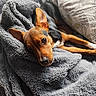 dog, puppy, small_dog, brown_fur, black_and_white_fur, large_ears, pet, animal, lying_down, relaxed, sleepy, close_up, portrait, blanket, fleece, cozy, indoors, couch, soft_texture, warm_lighting