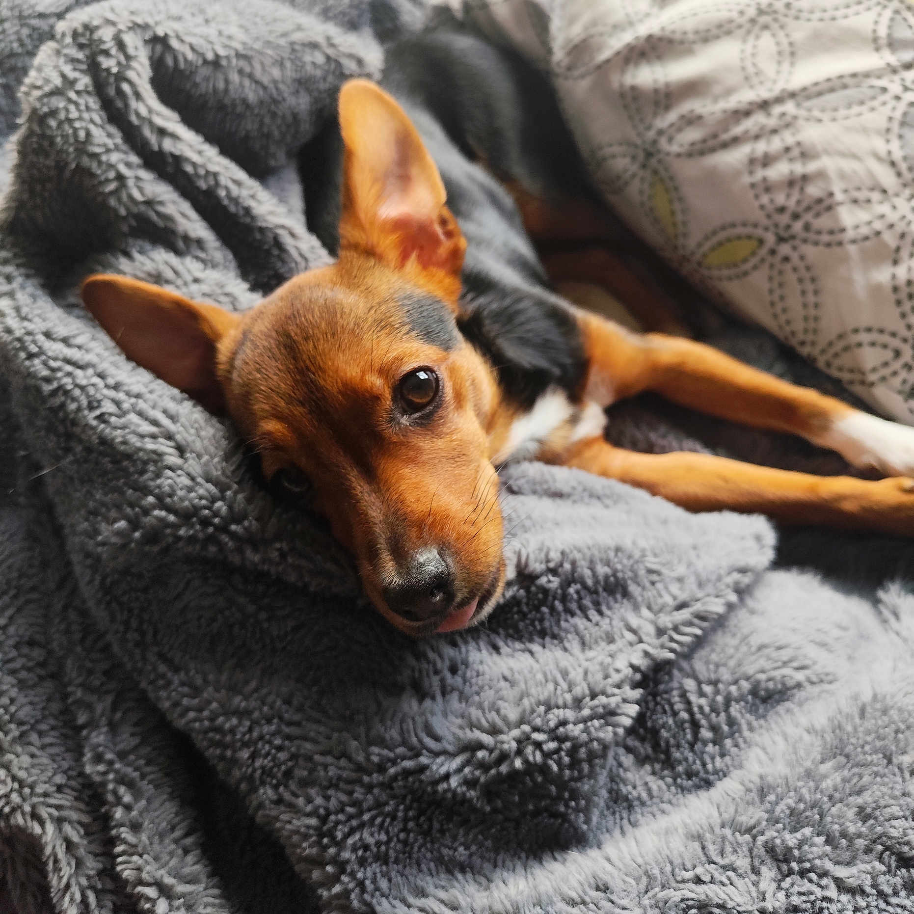 Loca a rejoint le concours — aidez-le/la à gagner de superbes lots ! dog, puppy, small_dog, brown_fur, black_and_white_fur, large_ears, pet, animal, lying_down, relaxed, sleepy, close_up, portrait, blanket, fleece, cozy, indoors, couch, soft_texture, warm_lighting