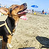 Loca a rejoint le concours — aidez-le/la à gagner de superbes lots ! dog, beach, sand, ocean, seaside, outdoor, sunny, blue_sky, umbrella, beachgoers, harness, leash, smiling, open_mouth, teeth, pointed_ears, short-haired, portrait, vacation, shadow