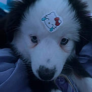 Kiara is registered to the contest to win money with this photo: animal, black_and_white, blanket, close_up, curious, cute, dog, eyes, face, forehead, fur, hello_kitty, indoor, pet, puppy, resting, soft, sticker, whiskers, young