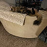 Cyrus joined the competition — help win amazing prizes! cat, tabby, furniture, couch, blanket, carpet, living_room, television, indoor, pet, relaxed, fluffy, animal, tail, cozy, home, entertainment, curious, resting, mammal