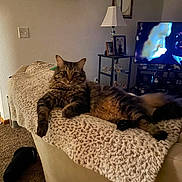 Cyrus joined the competition — help win amazing prizes! cat, tabby, feline, indoor, couch, blanket, lamp, television, living_room, carpet, furniture, relaxing, pet, cozy, home, portrait, animal, resting, knitted_blanket, decor