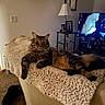 cat, tabby, feline, indoor, couch, blanket, lamp, television, living_room, carpet, furniture, relaxing, pet, cozy, home, portrait, animal, resting, knitted_blanket, decor