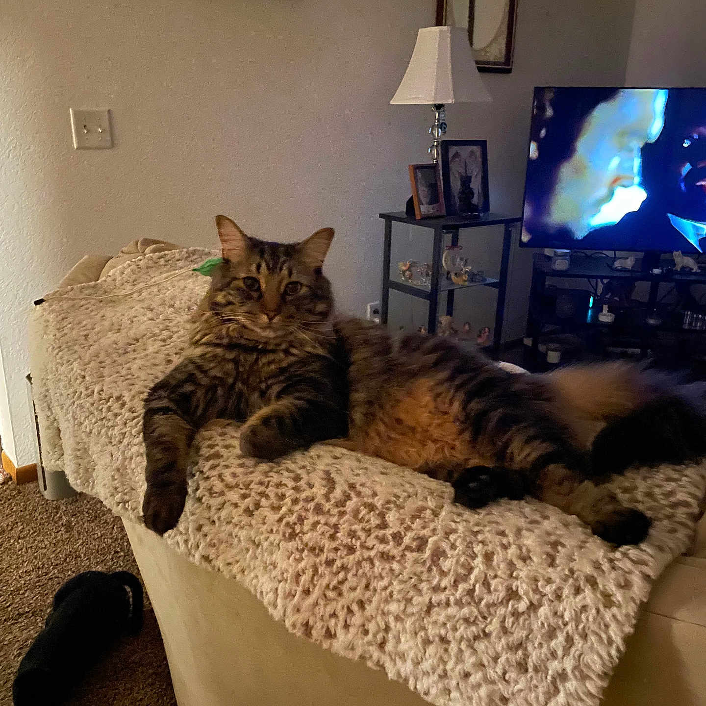 Cyrus joined the competition — help win amazing prizes! cat, tabby, feline, indoor, couch, blanket, lamp, television, living_room, carpet, furniture, relaxing, pet, cozy, home, portrait, animal, resting, knitted_blanket, decor